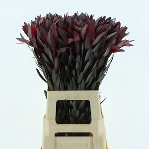 Leucad Safari Sunset Super