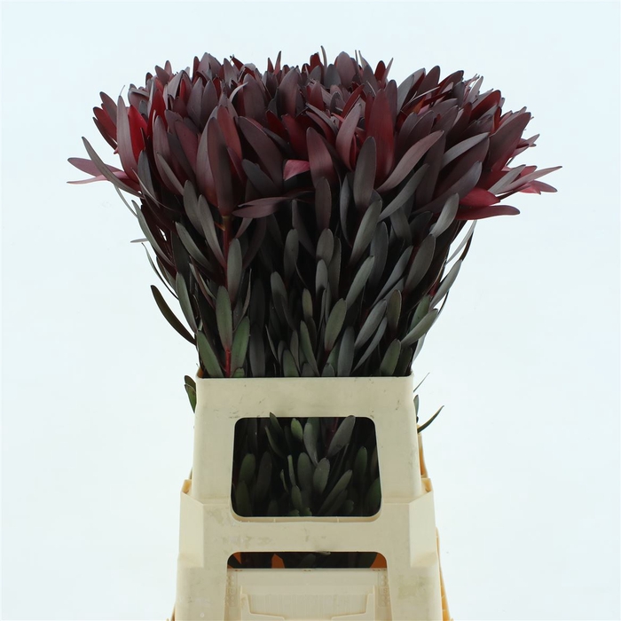 <h4>Leucad Safari Sunset Super</h4>