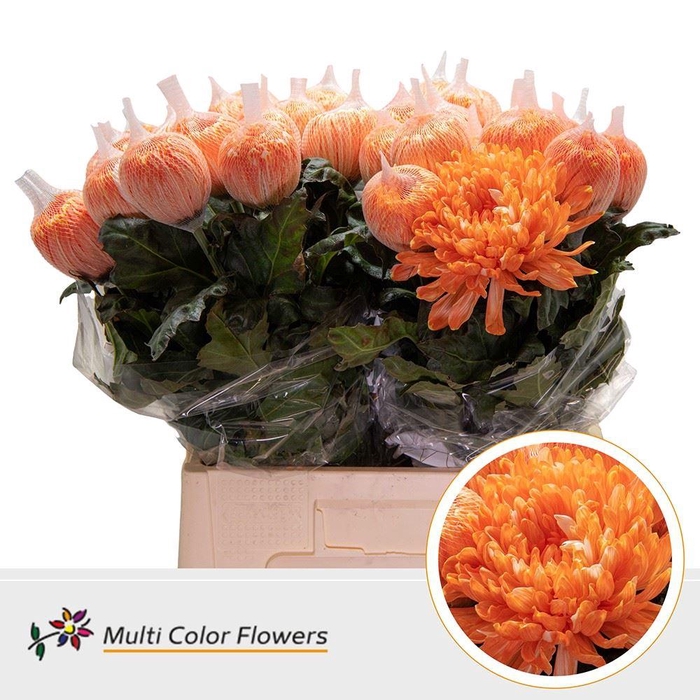 <h4>Chr. G 'Antonov' Apricot DYED</h4>