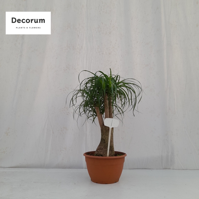 <h4>Beaucarnea vertakt op nummer 01</h4>