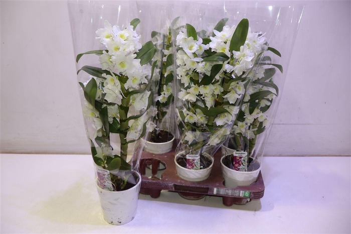 <h4>Dend Nobile</h4>