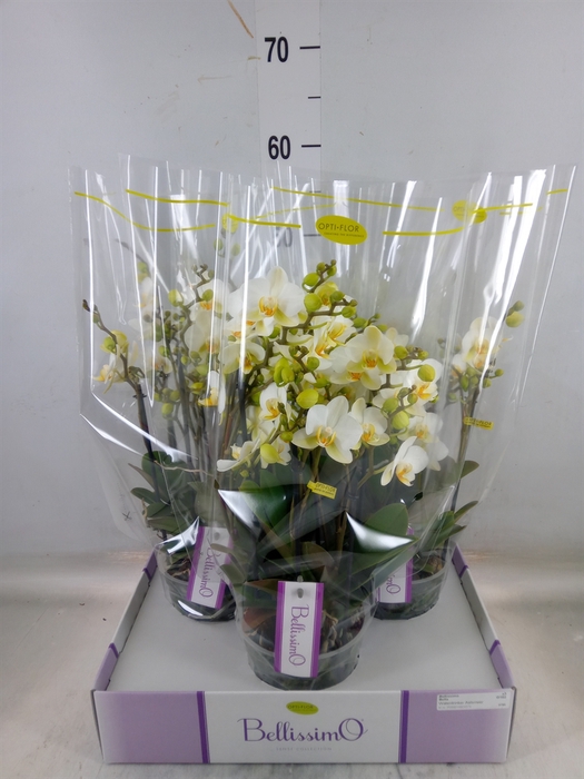 <h4>Phalaenopsis multi.   ...white</h4>