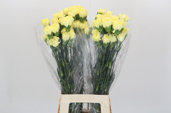<h4>Dianthus St Emma</h4>