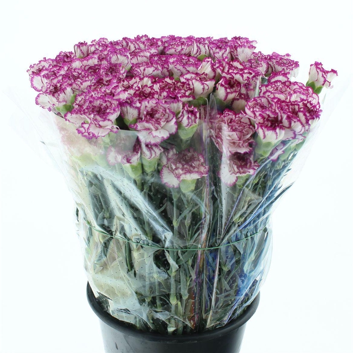 Di St Kino Sport White Cerise Edge