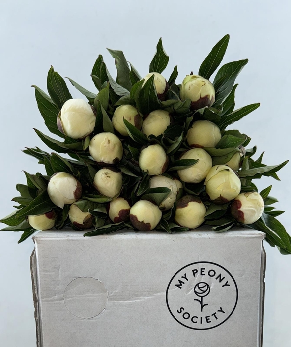 <h4>Paeonia Duchesse De Nemours</h4>