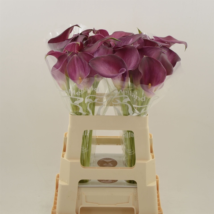 <h4>Calla Bordeaux Art</h4>