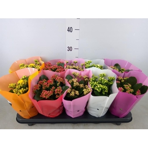 Kalanchoe blos. 'Perfecta'  ..mix 5