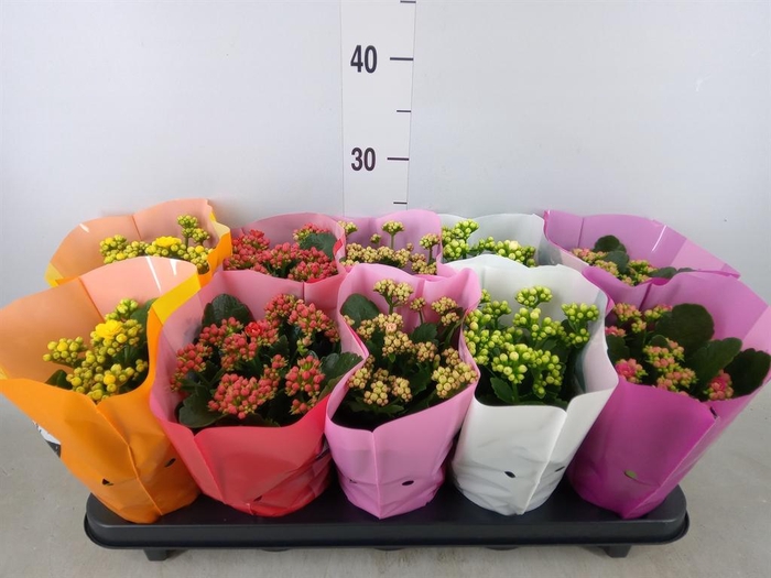 <h4>Kalanchoe blos. 'Perfecta' ..mix 5</h4>