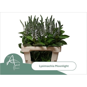 LYSIM MOONLIGHT