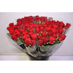 R Gr Red Ribbon X10