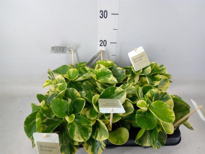 <h4>Peperomia</h4>
