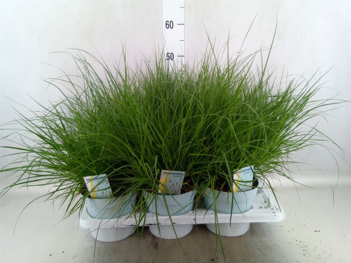 <h4>Pennisetum alopec. 'Little Bunny'</h4>