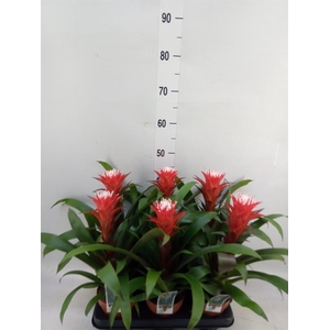 Guzmania  'Hope'