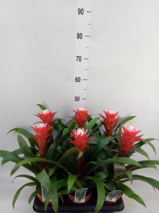 <h4>Guzmania  'Hope'</h4>