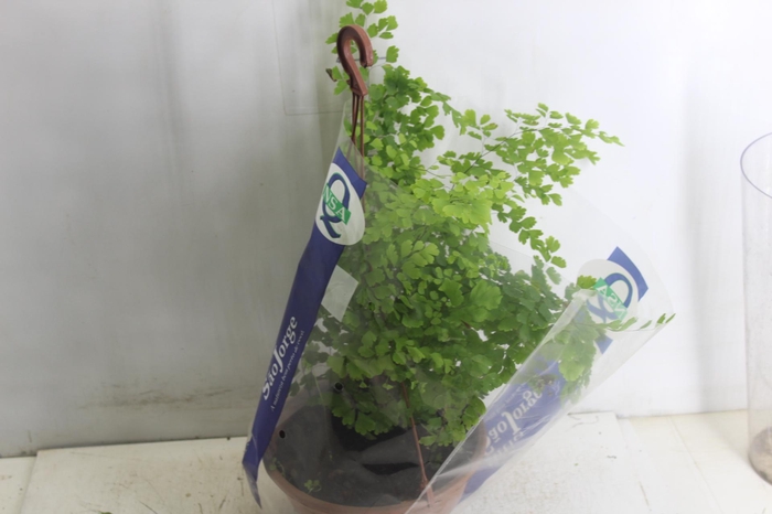 <h4>AVENCA VARIADA C21</h4>