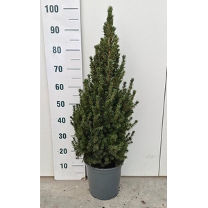 PICEA GL CONICA
