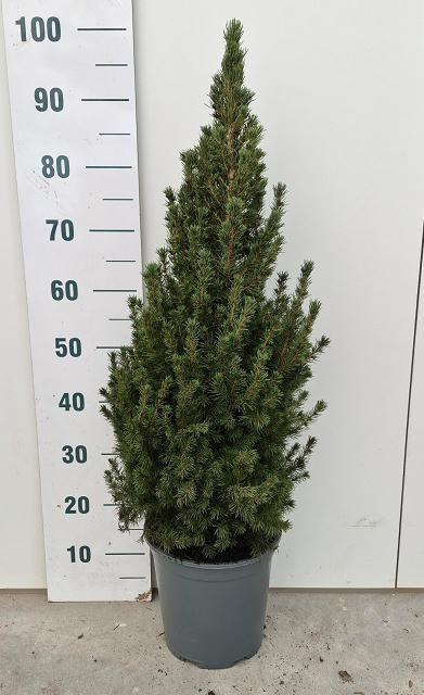<h4>PICEA GL CONICA</h4>