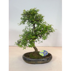 Zelkova parvifolia, 29cm., shape, without driptray