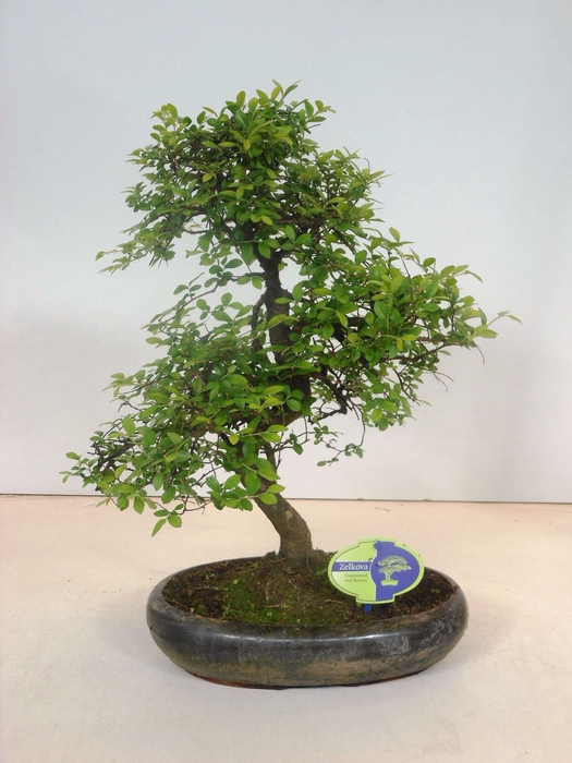 <h4>Zelkova parvifolia, 29cm., shape, without driptray</h4>