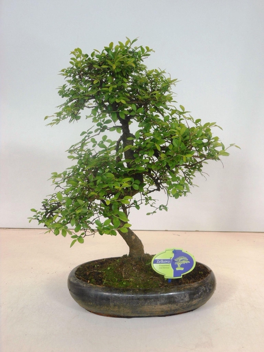<h4>Zelkova parvifolia, 29cm., shape, without driptray</h4>