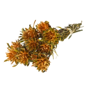 Plumosum Female Preserved Orange Spring
