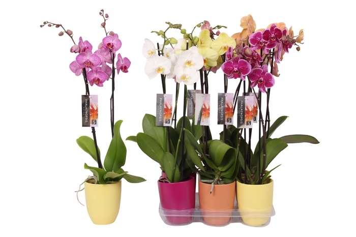 <h4>Phalaenopsis mix, 2-spike Purple, Orange and Yellow Ceramics</h4>