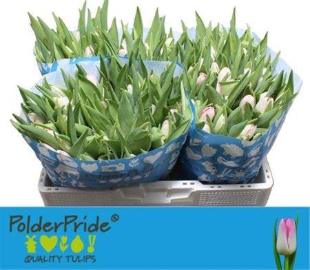 <h4>Tu En Dynasty</h4>