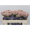 Ozothamnus Cooks Pink