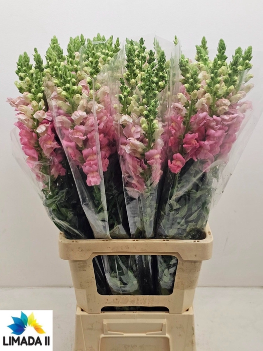 <h4>ANTIR POTO ROSE</h4>