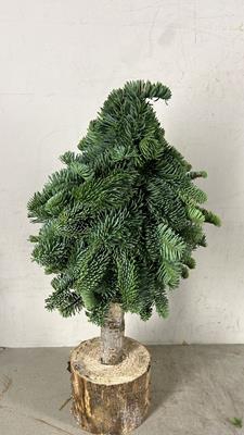 <h4>Tree Nobilis Big Feet 50cm</h4>