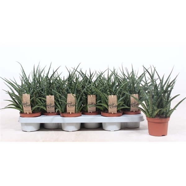 <h4>Sansevieria Fernwood Punk</h4>