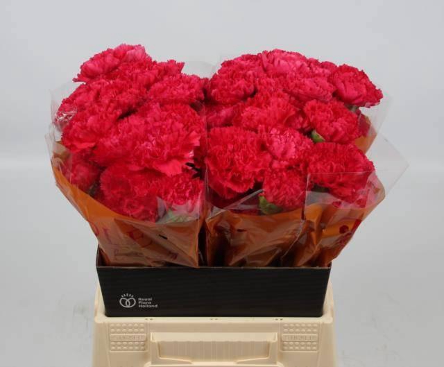 <h4>DI ST BIZET</h4>