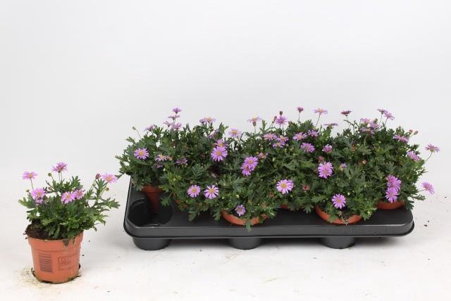 <h4>BRACH BRAS VIOLET</h4>