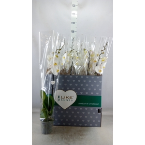 Phalaenopsis   ...white
