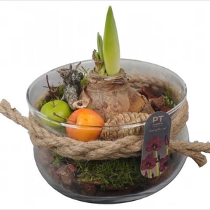 PTAA8801 Arrangement Amaryllis in glas schaal