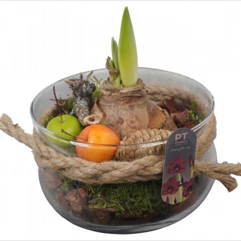 <h4>PTAA8801 Arrangement Amaryllis in glas schaal</h4>