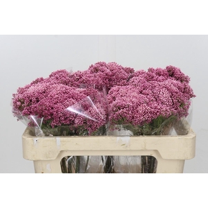 Ozothamnus Booming Pink