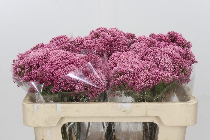 <h4>Ozothamnus Booming Pink</h4>