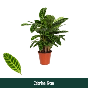 Calathea 19cm Zebrina - Living