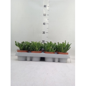 Crassula ovata 'Gollum'