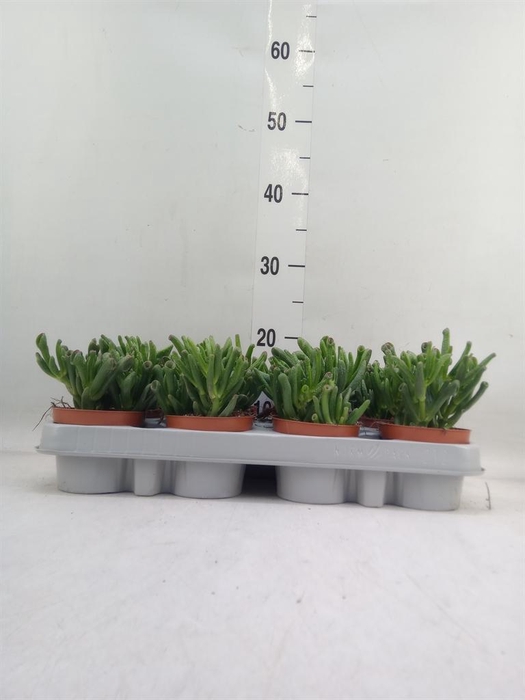 <h4>Crassula ovata 'Gollum'</h4>