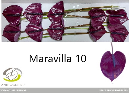 <h4>Anthurium Maravilla</h4>