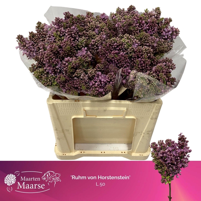 <h4>SYR V R V HORSTENST</h4>