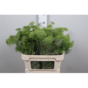 Ammi Visnaga