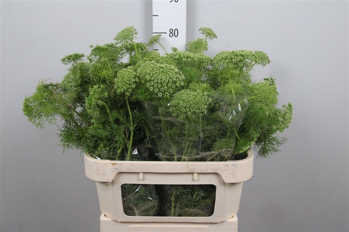 <h4>Ammi Visnaga</h4>