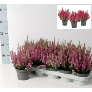 Calluna vulgaris Beauty Ladies P12 Rood