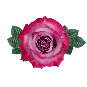 R GR DEEP PURPLE Naranjo