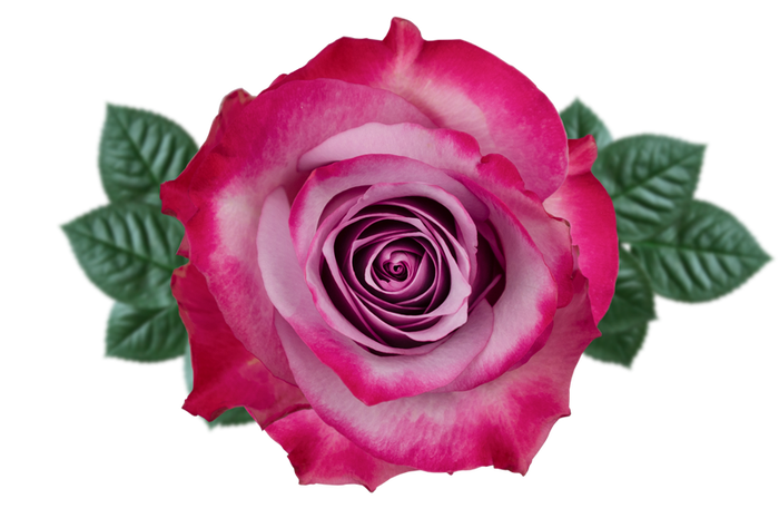 <h4>R GR DEEP PURPLE Naranjo</h4>