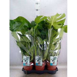 Monstera delic.