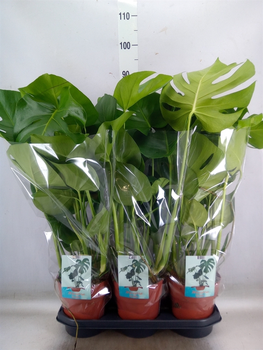 <h4>Monstera delic.</h4>